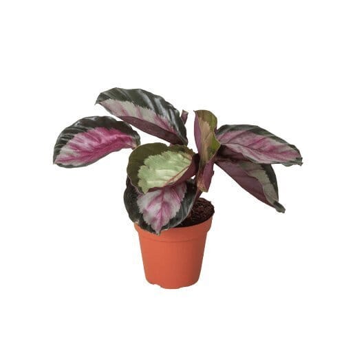 Calathea roseopicta 'Silvia'-Trendy Gardener