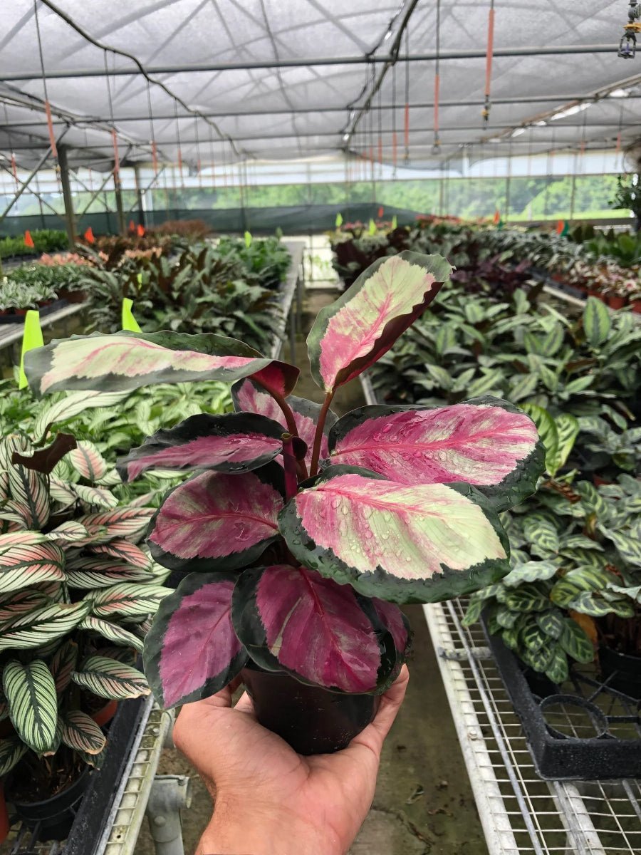 Calathea roseopicta 'Silvia'-Trendy Gardener