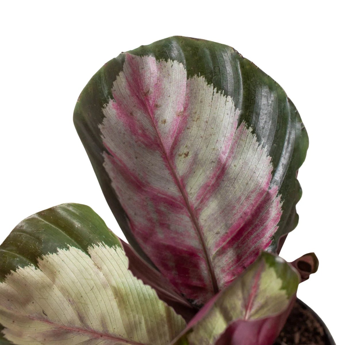 Calathea roseopicta 'Silvia'-Trendy Gardener