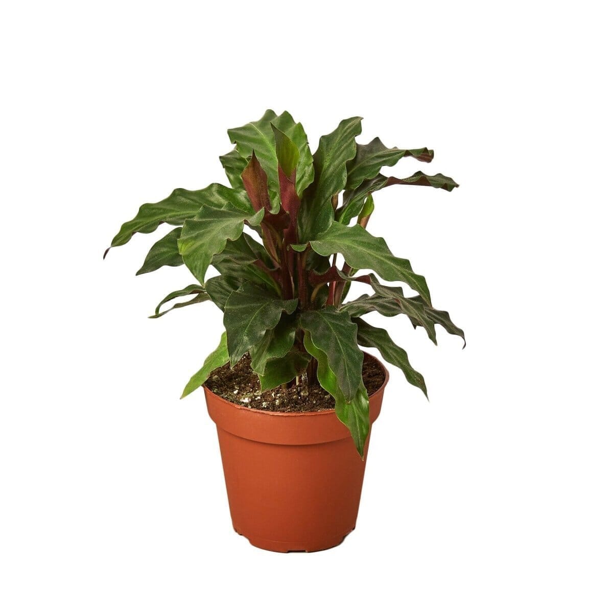 Calathea Rufibarba 'Furry Feather'-Indoor Plants-Trendy Gardener