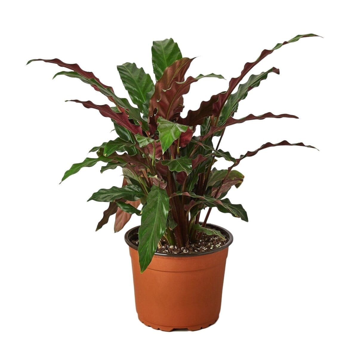 Calathea Rufibarba 'Furry Feather'-Indoor Plants-Trendy Gardener