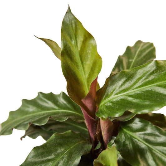 Calathea Rufibarba 'Furry Feather'-Indoor Plants-Trendy Gardener