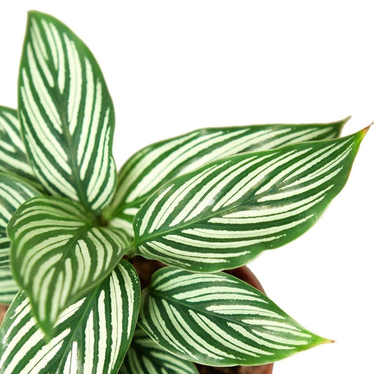 Calathea 'Vittata'-Indoor Plants-Trendy Gardener