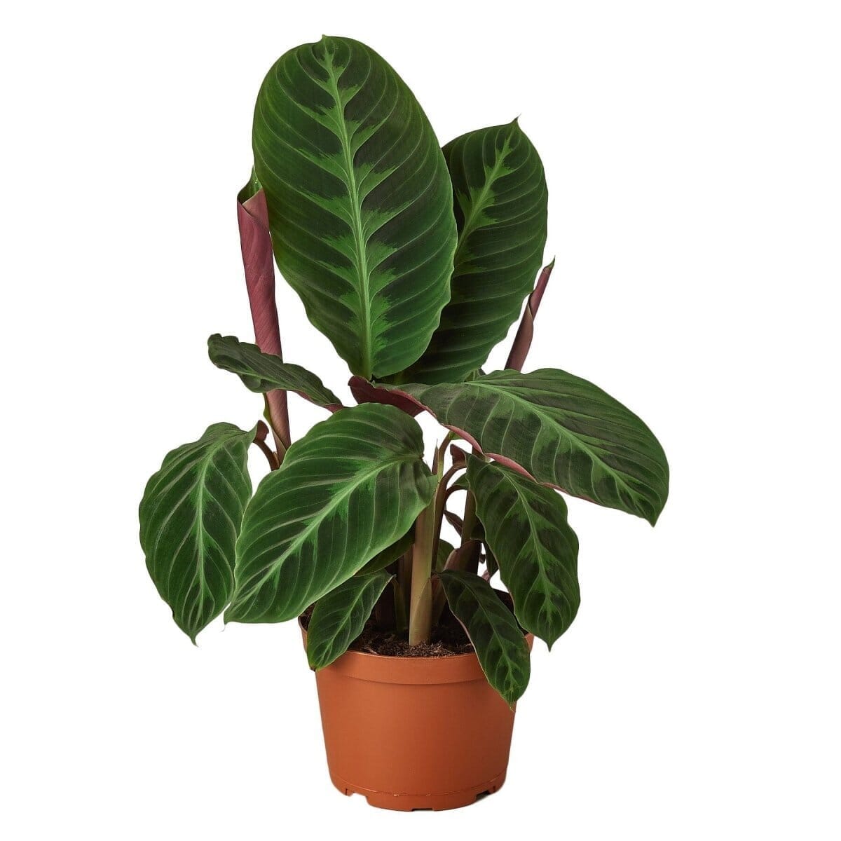 Calathea 'Warscewiczii' - 6" Pot-Indoor Plants-Trendy Gardener