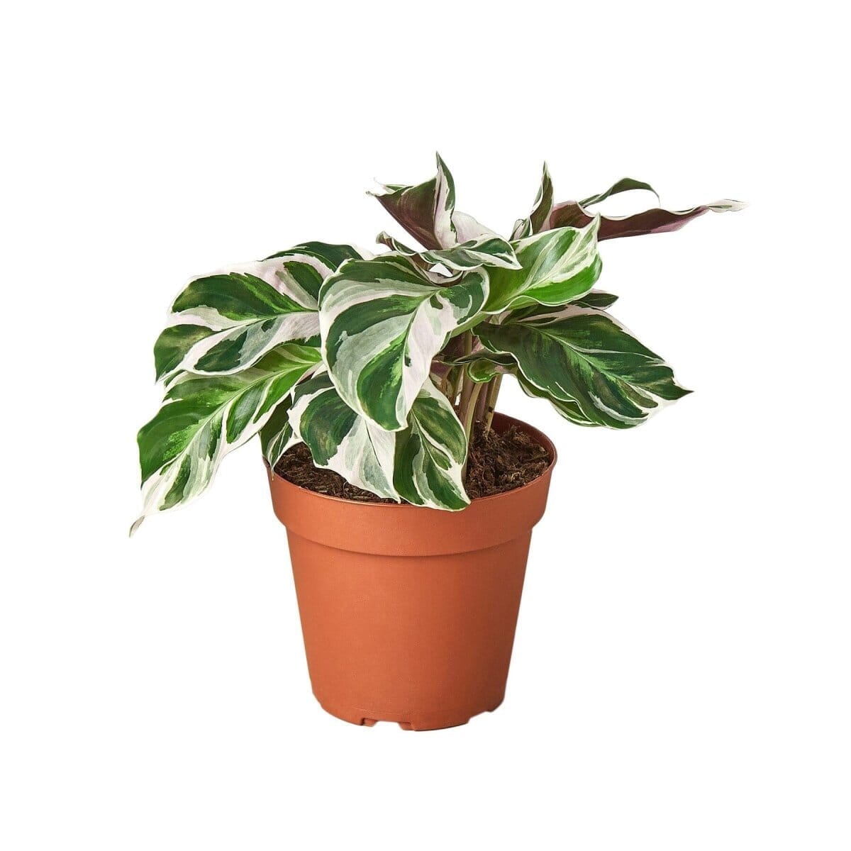 Calathea 'White Fusion'-Indoor Plants-Trendy Gardener