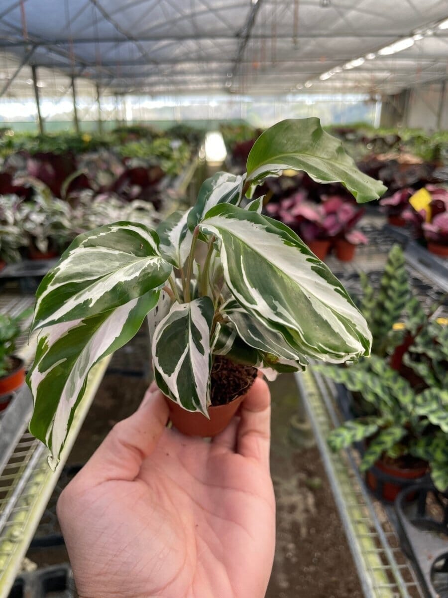 Calathea 'White Fusion'-Indoor Plants-Trendy Gardener