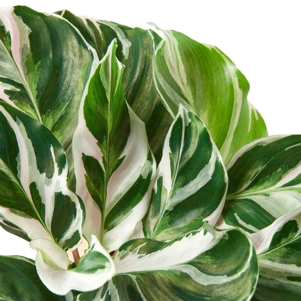 Calathea 'White Fusion'-Indoor Plants-Trendy Gardener