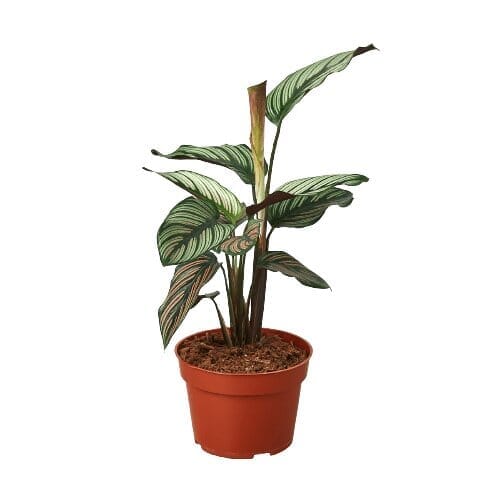 Calathea 'White Star'-Indoor Plants-Trendy Gardener