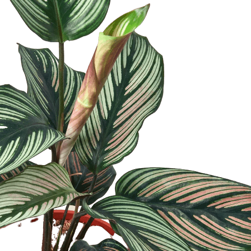 Calathea 'White Star'-Indoor Plants-Trendy Gardener