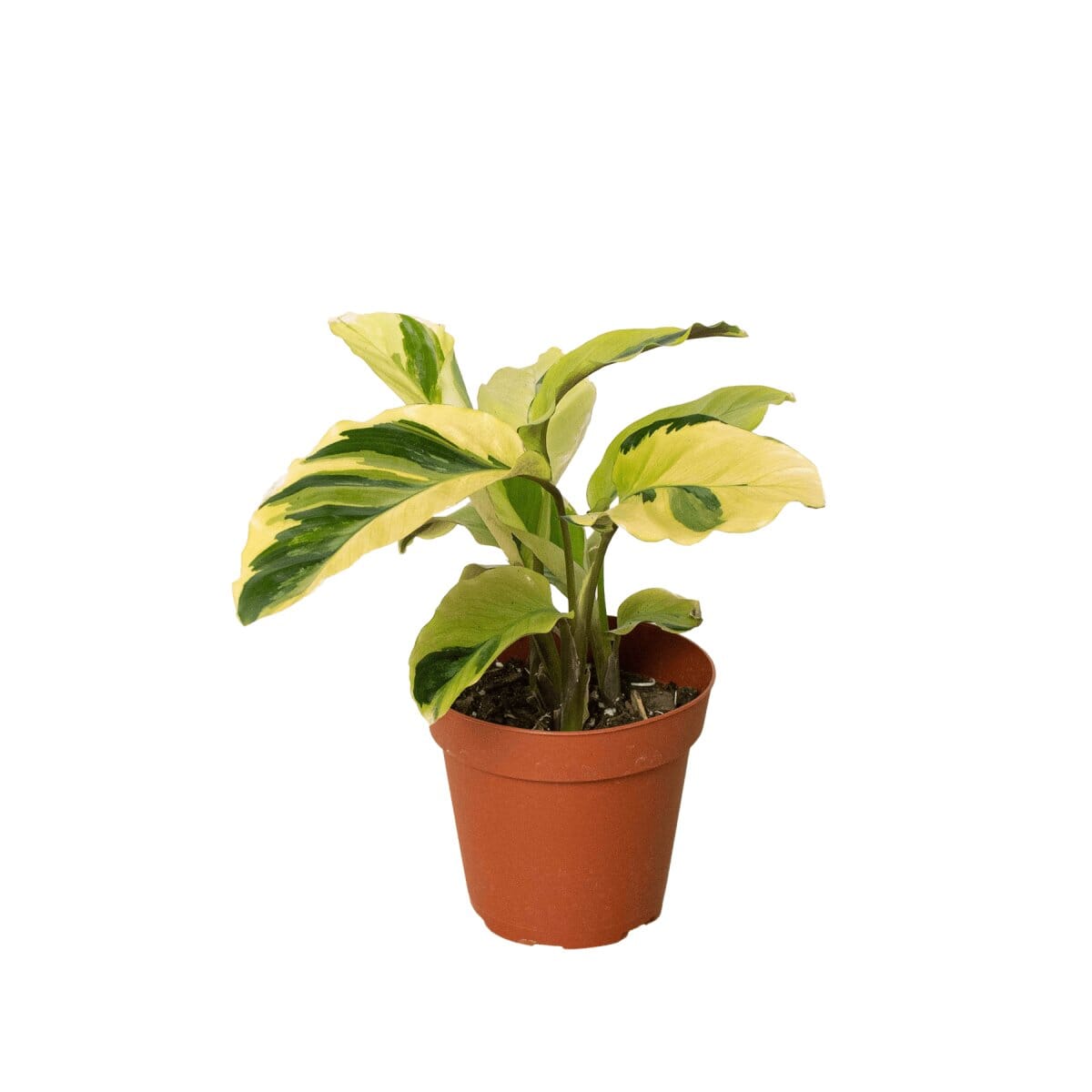 Calathea 'Yellow Fusion'-Indoor Plants-Trendy Gardener