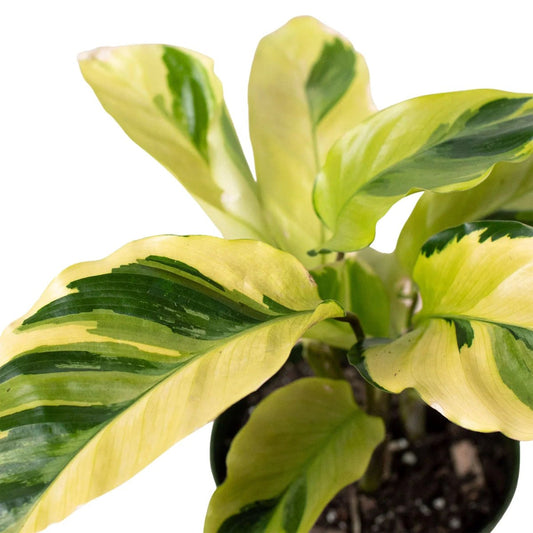 Calathea 'Yellow Fusion'-Indoor Plants-Trendy Gardener