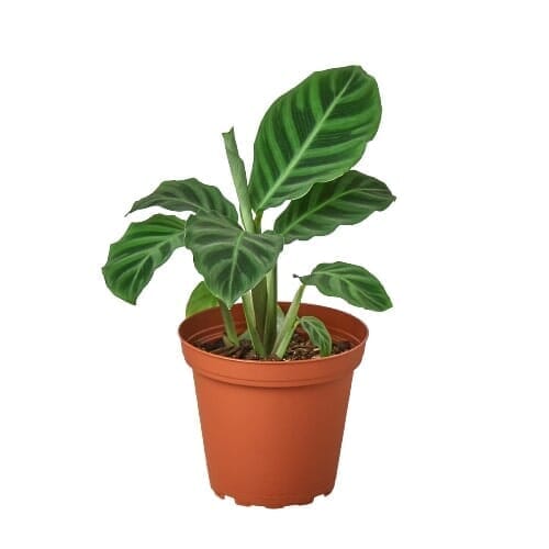 Calathea 'Zebrina' - 4" Pot-Indoor Plants-Trendy Gardener