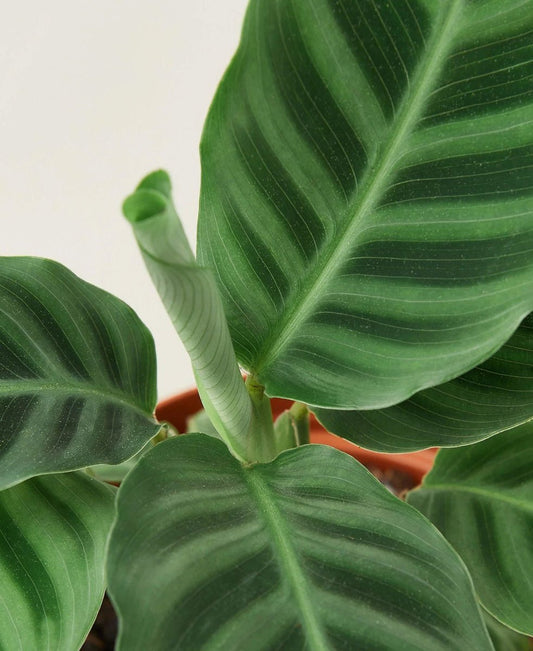 Calathea 'Zebrina' - 4" Pot-Indoor Plants-Trendy Gardener