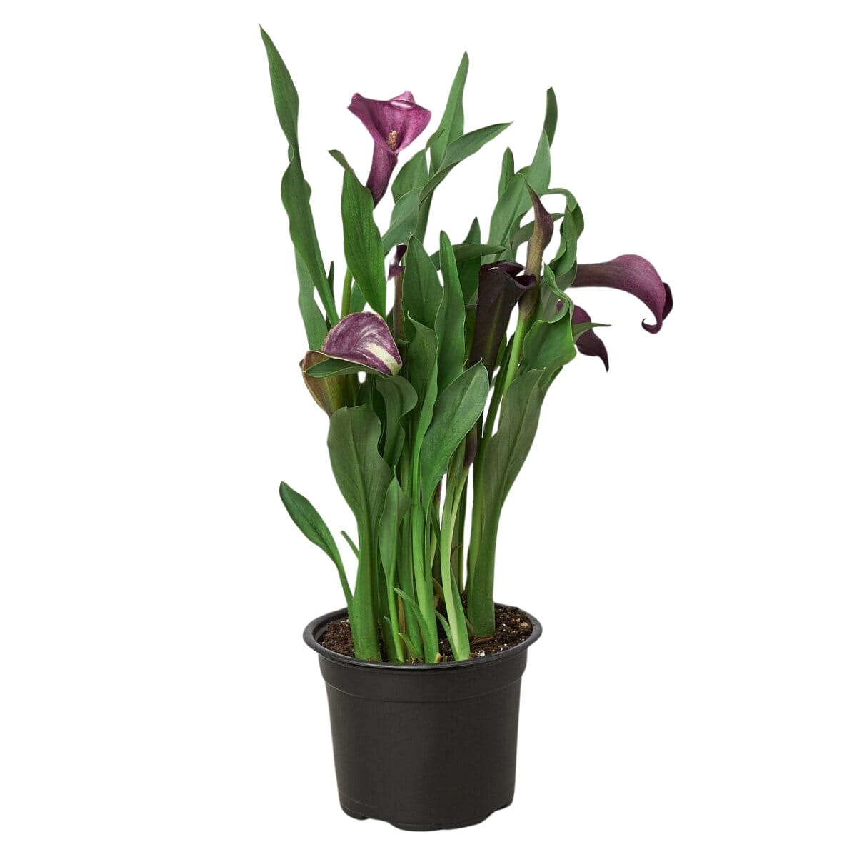 Calla Lily-Indoor Plants-Trendy Gardener