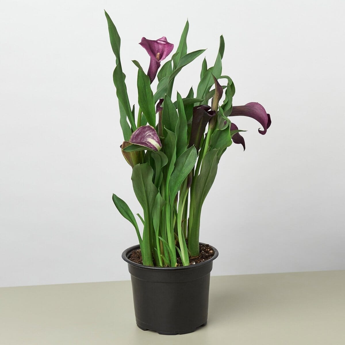 Calla Lily-Indoor Plants-Trendy Gardener