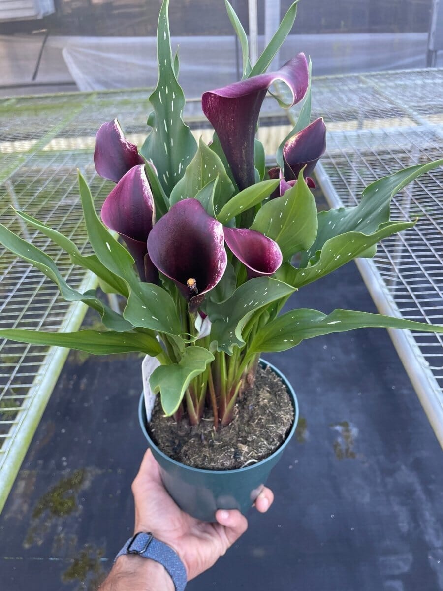 Calla Lily-Indoor Plants-Trendy Gardener