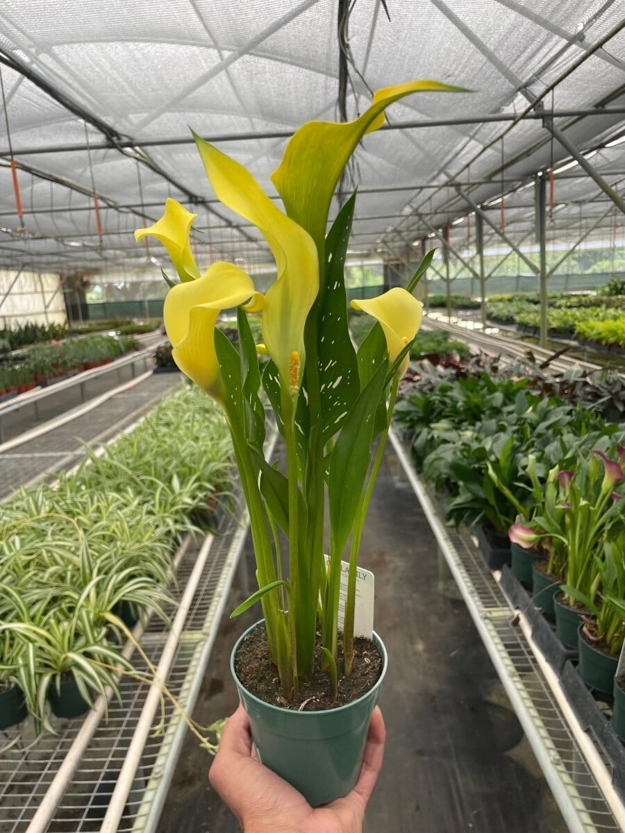 Calla Lily-Indoor Plants-Trendy Gardener