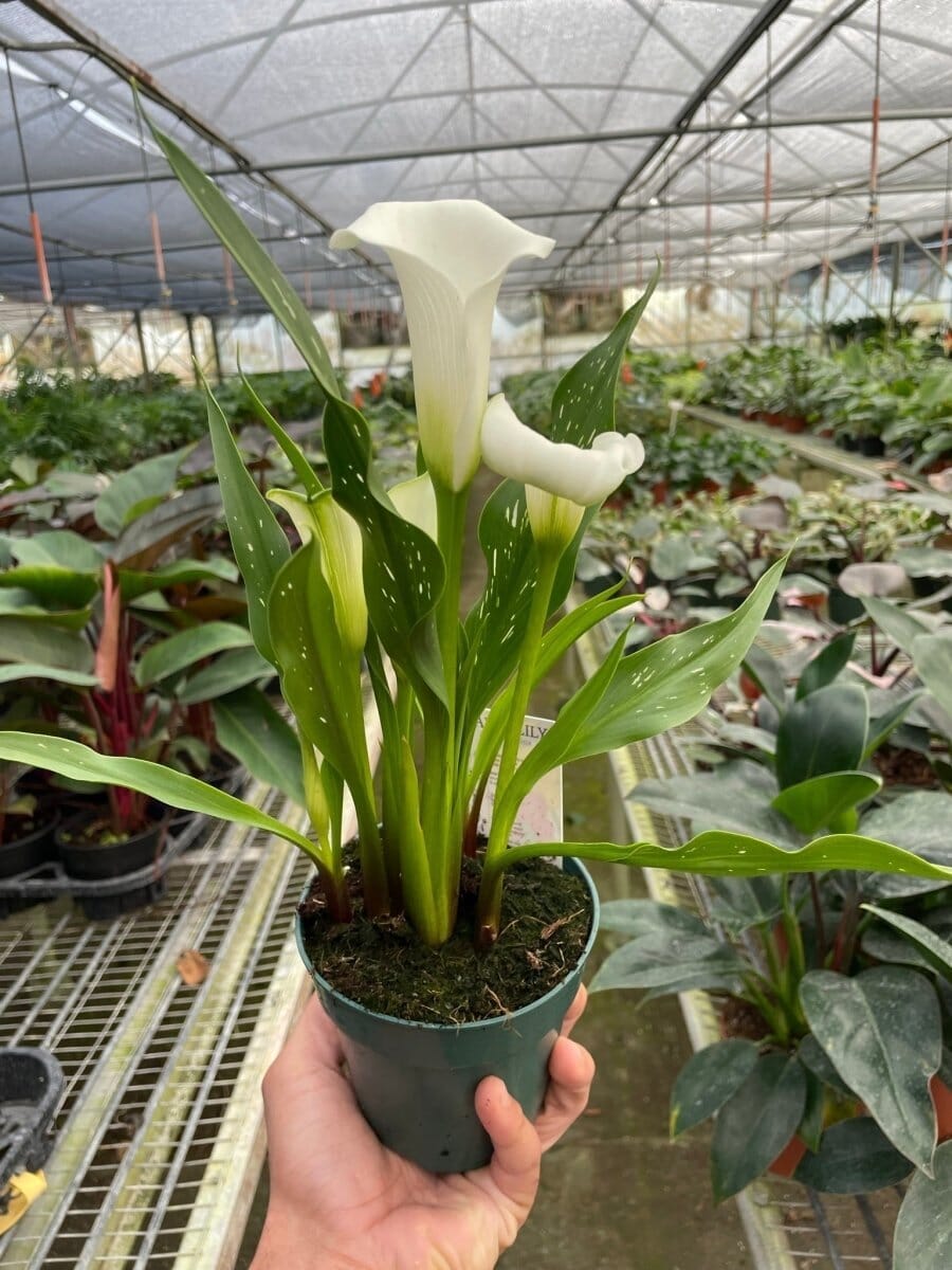 Calla Lily-Indoor Plants-Trendy Gardener