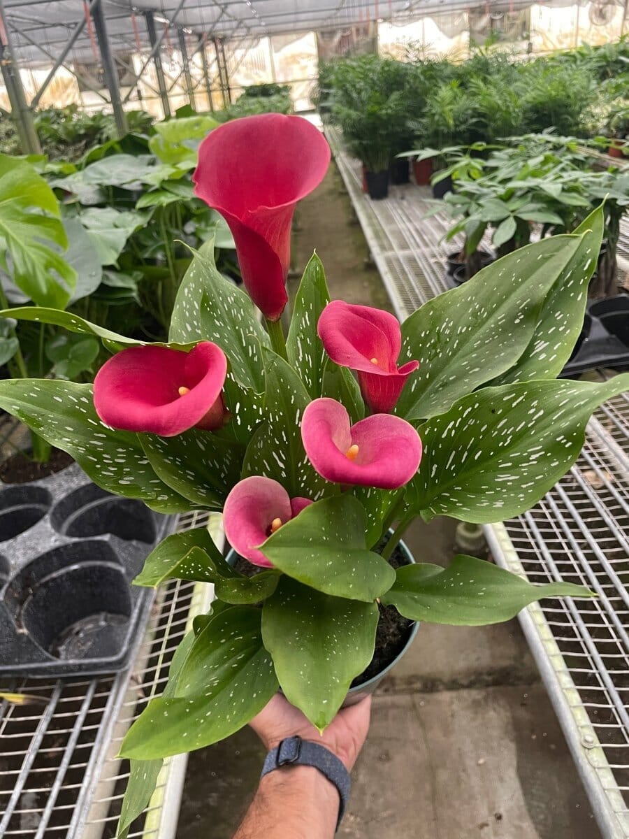 Calla Lily-Indoor Plants-Trendy Gardener