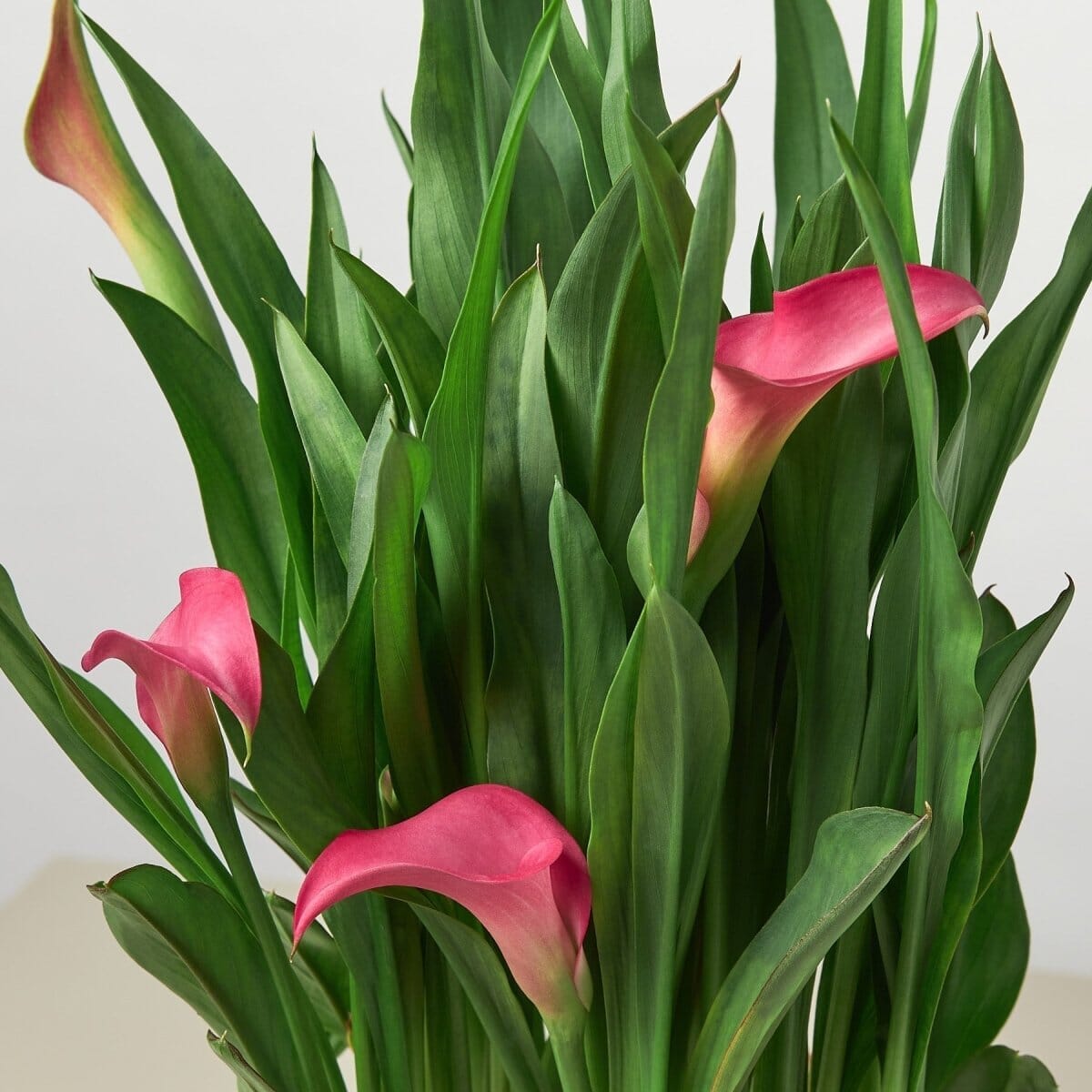 Calla Lily-Indoor Plants-Trendy Gardener