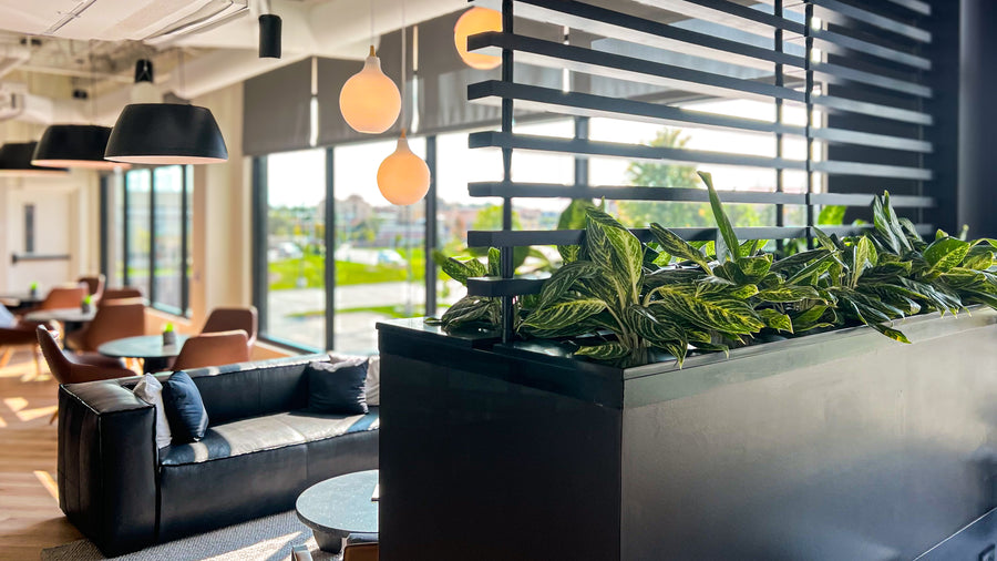 Receptionist desk at Trilix with trailing plants along a black partition-top planter and a matte gunmetal semi custom fiberglass planters with chinese evergreens.