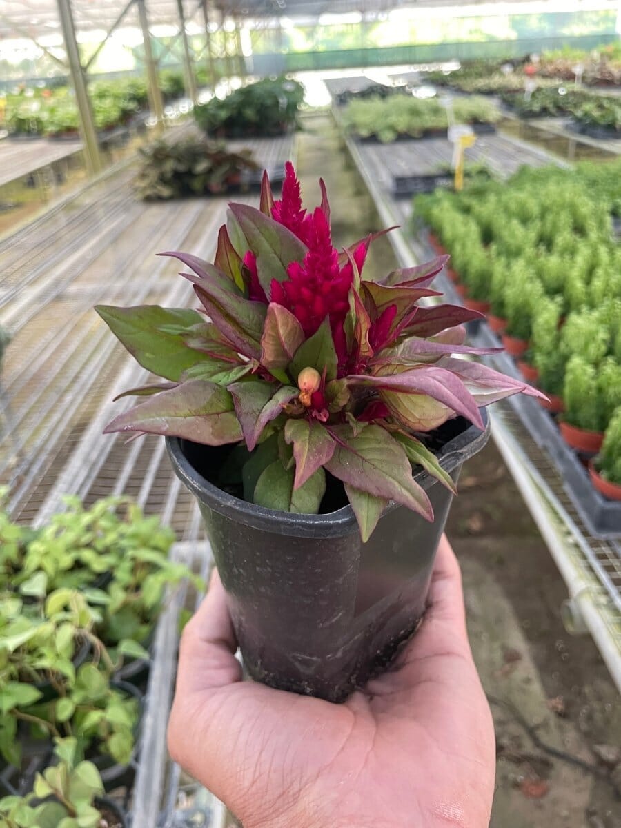 Celosia-Flowering-Trendy Gardener