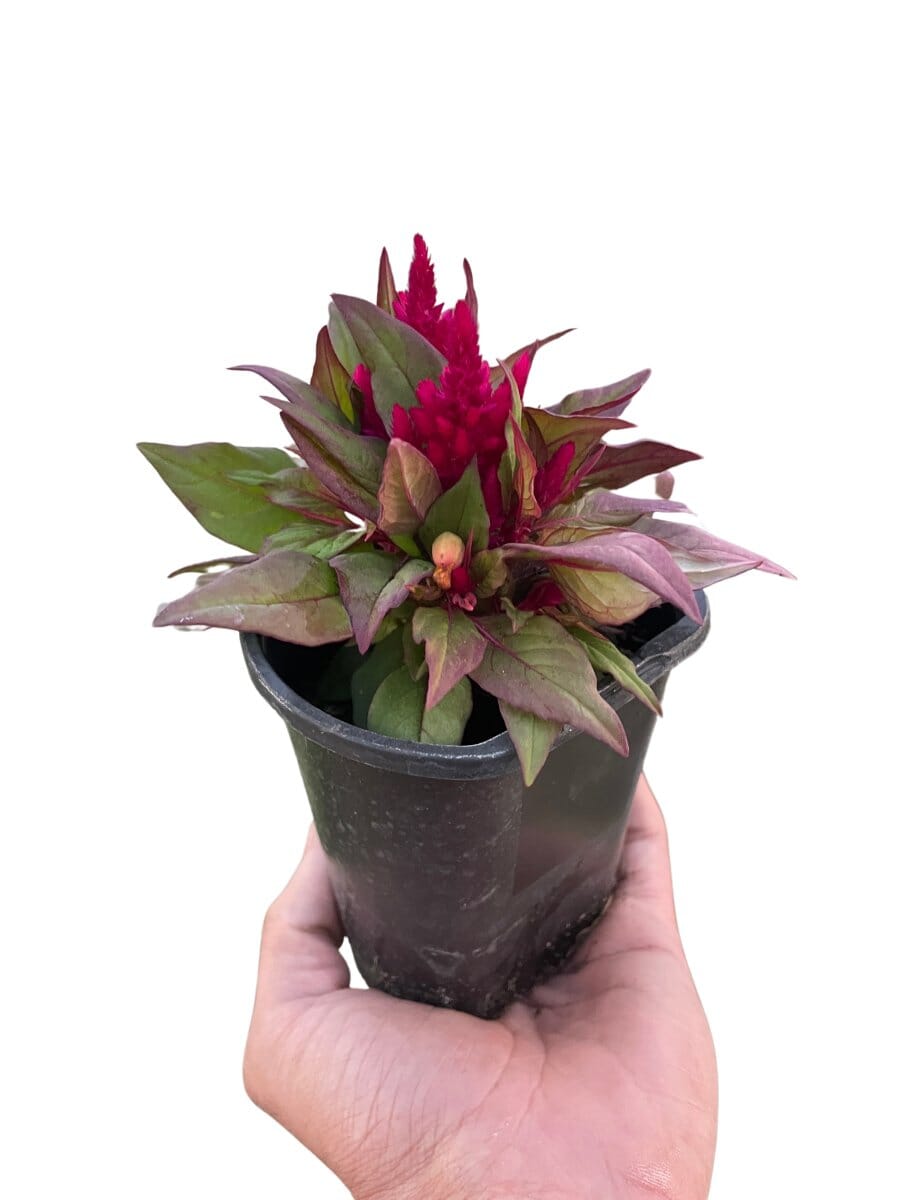 Celosia-Flowering-Trendy Gardener