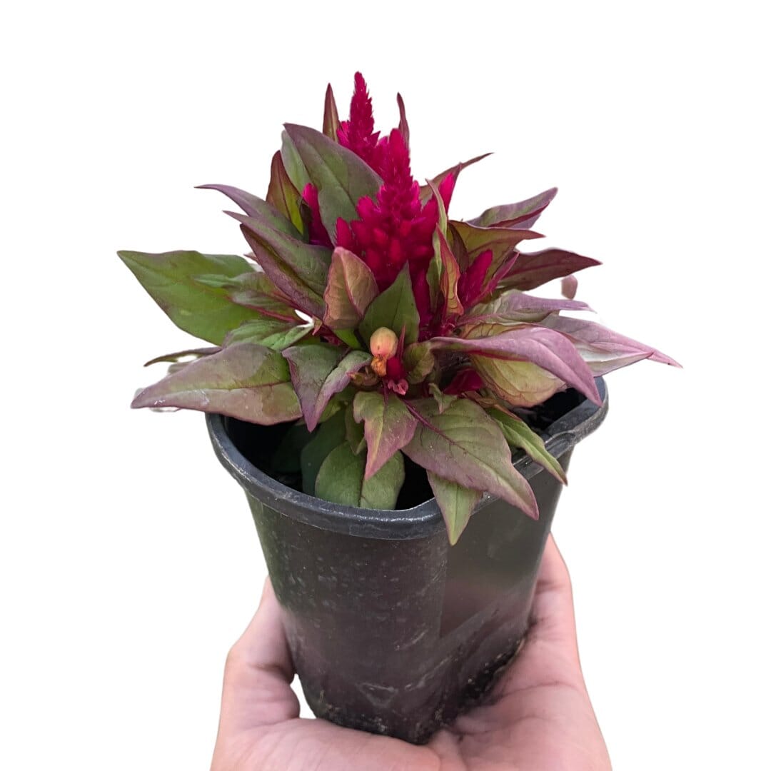 Celosia-Flowering-Trendy Gardener