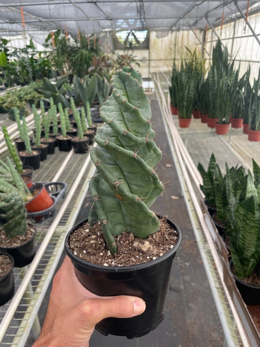 Cereus forbesii 'Spiralis'-Indoor Plants-Trendy Gardener