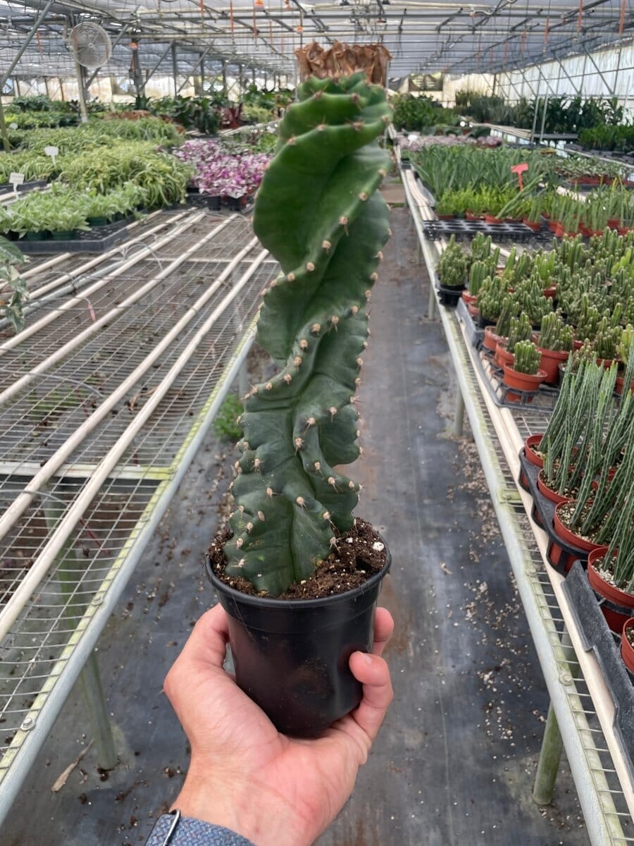 Cereus forbesii 'Spiralis'-Indoor Plants-Trendy Gardener