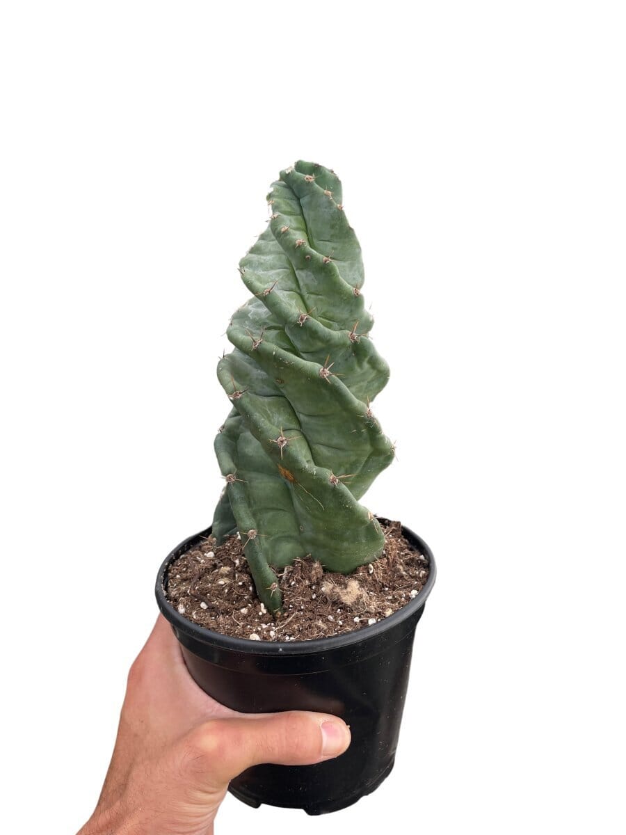 Cereus forbesii 'Spiralis'-Indoor Plants-Trendy Gardener