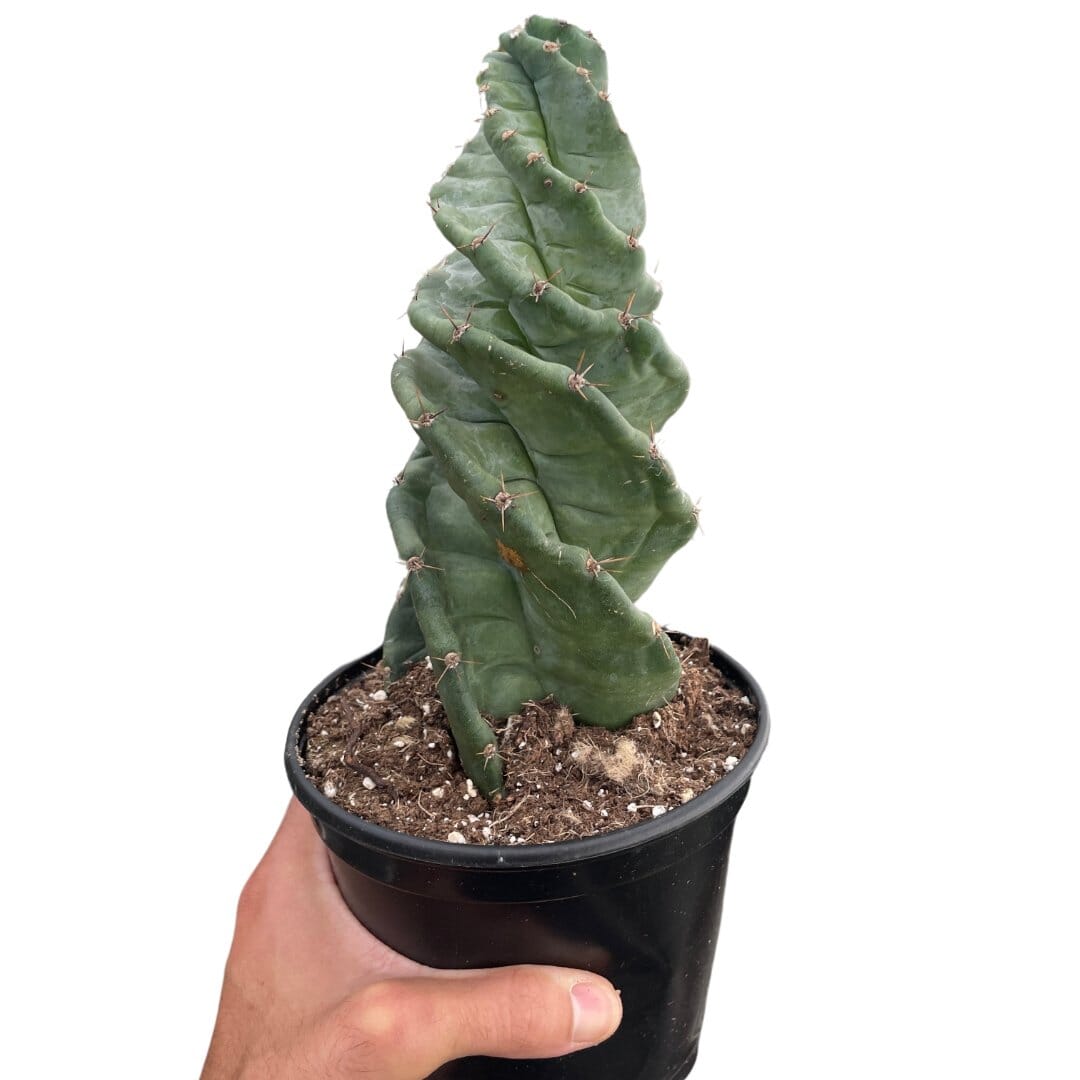 Cereus forbesii 'Spiralis'-Indoor Plants-Trendy Gardener