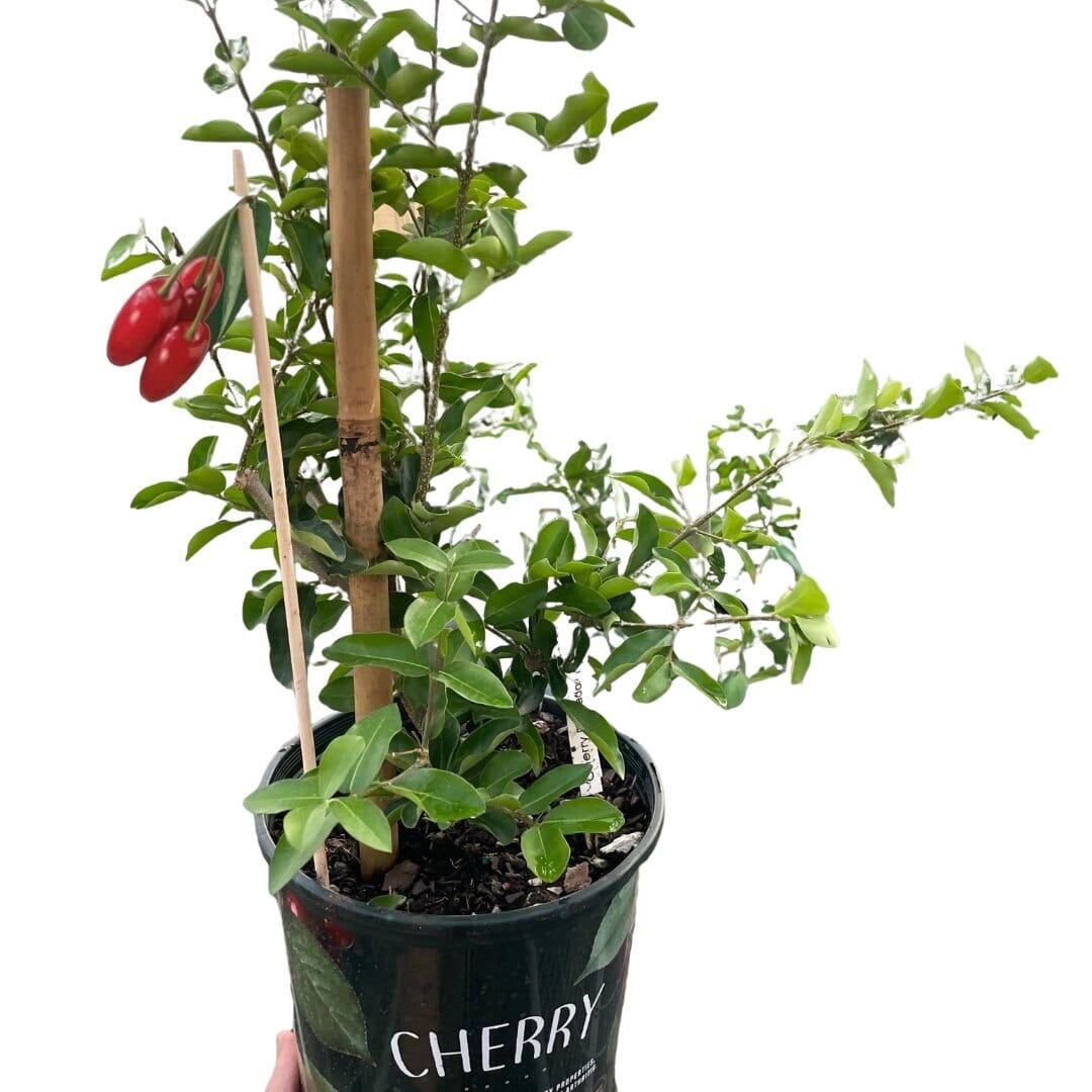 Cherry Tree-Indoor Plants-Trendy Gardener