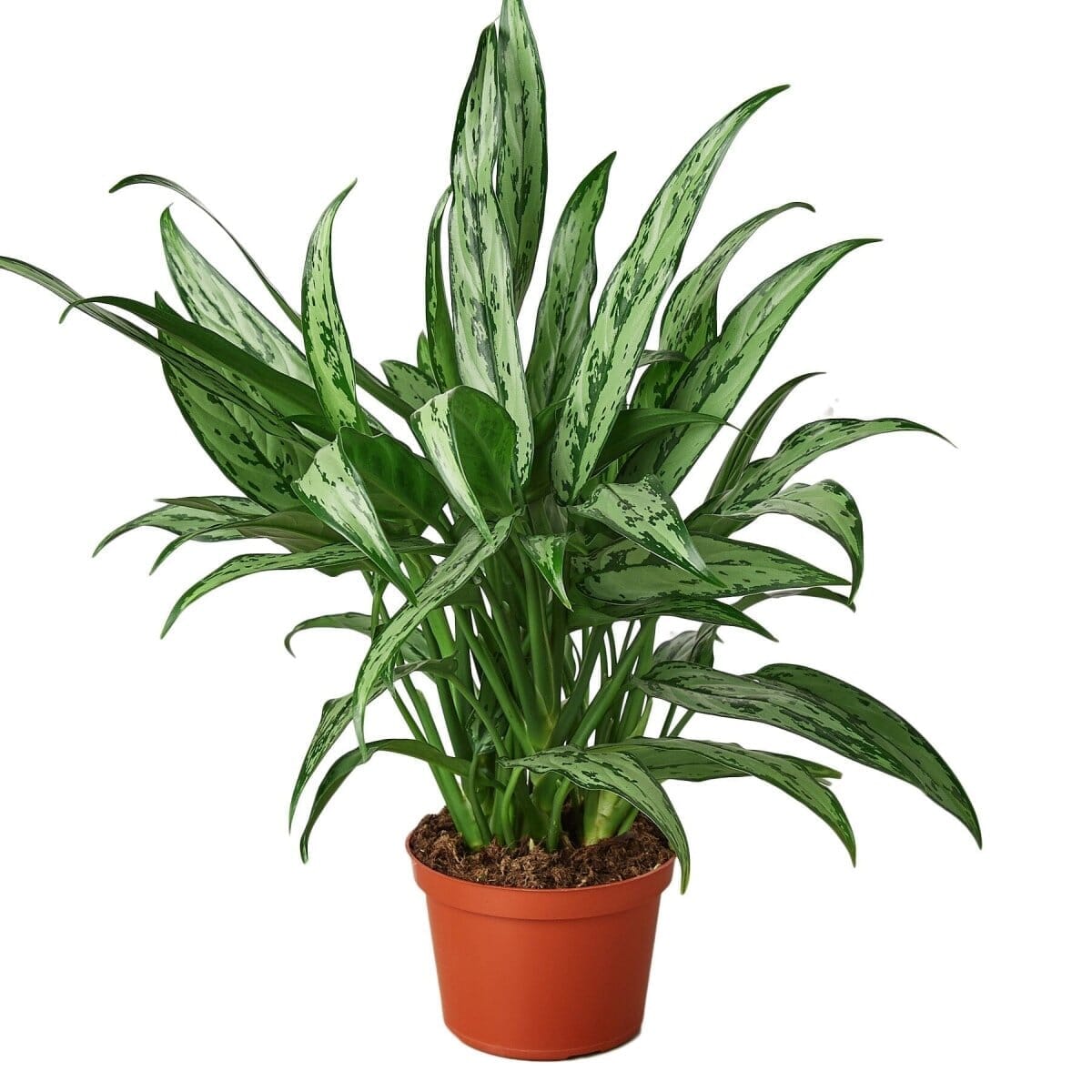 Chinese Evergreen 'Cutlass'-Indoor Plants-Trendy Gardener