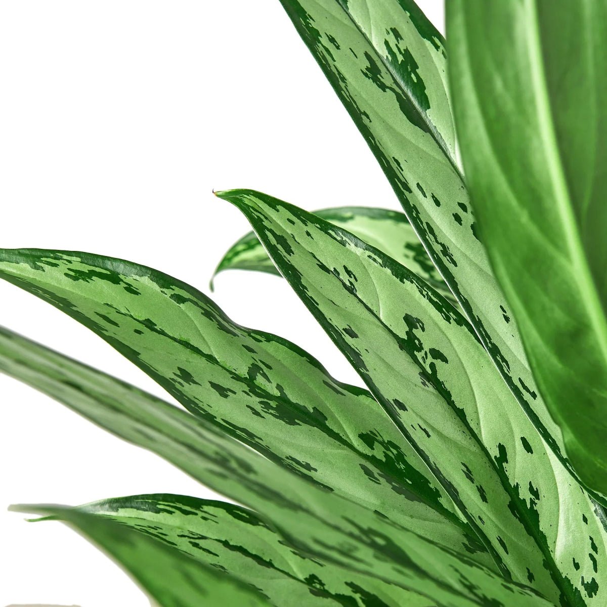 Chinese Evergreen 'Cutlass'-Indoor Plants-Trendy Gardener