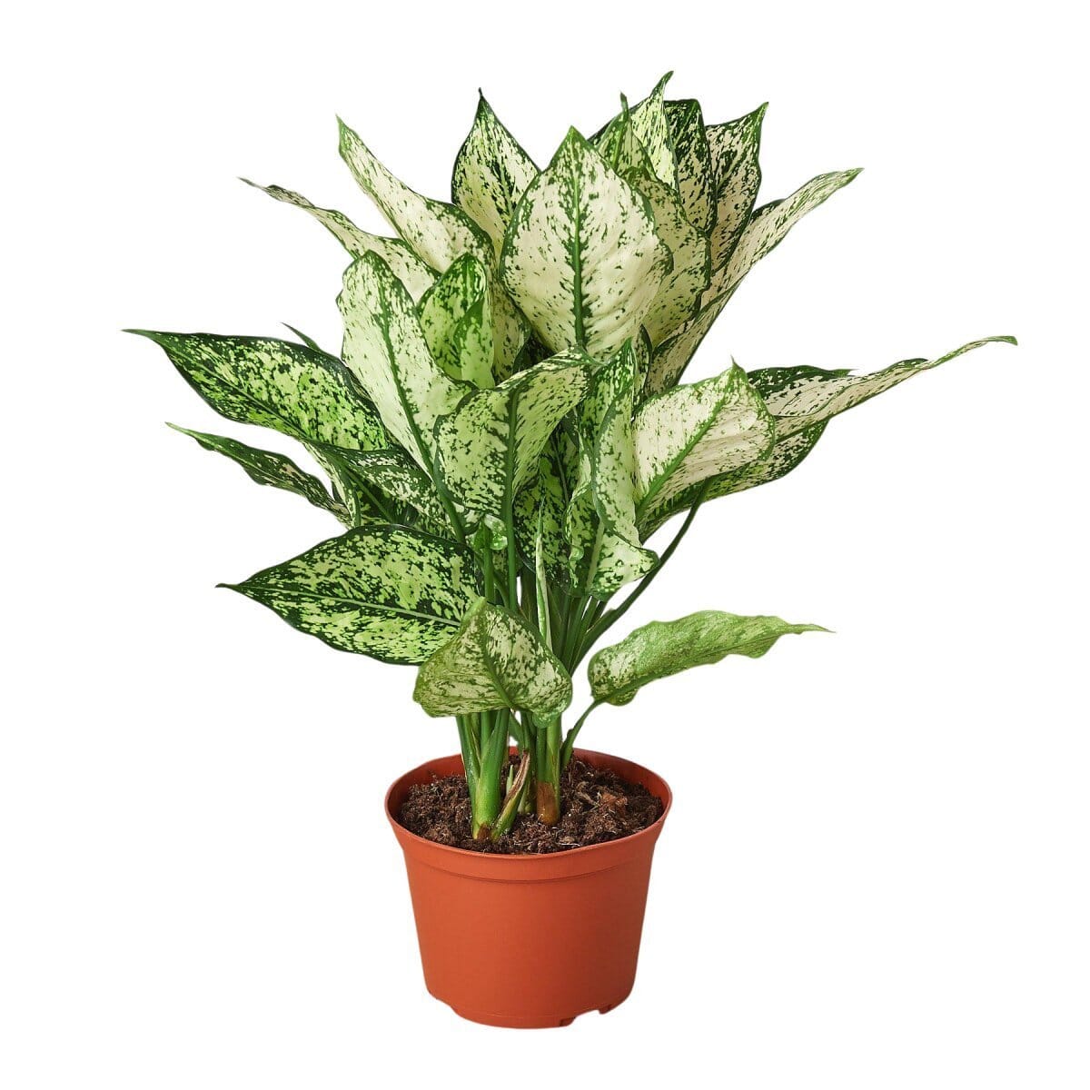 Chinese Evergreen 'First Diamond'-Indoor Plants-Trendy Gardener