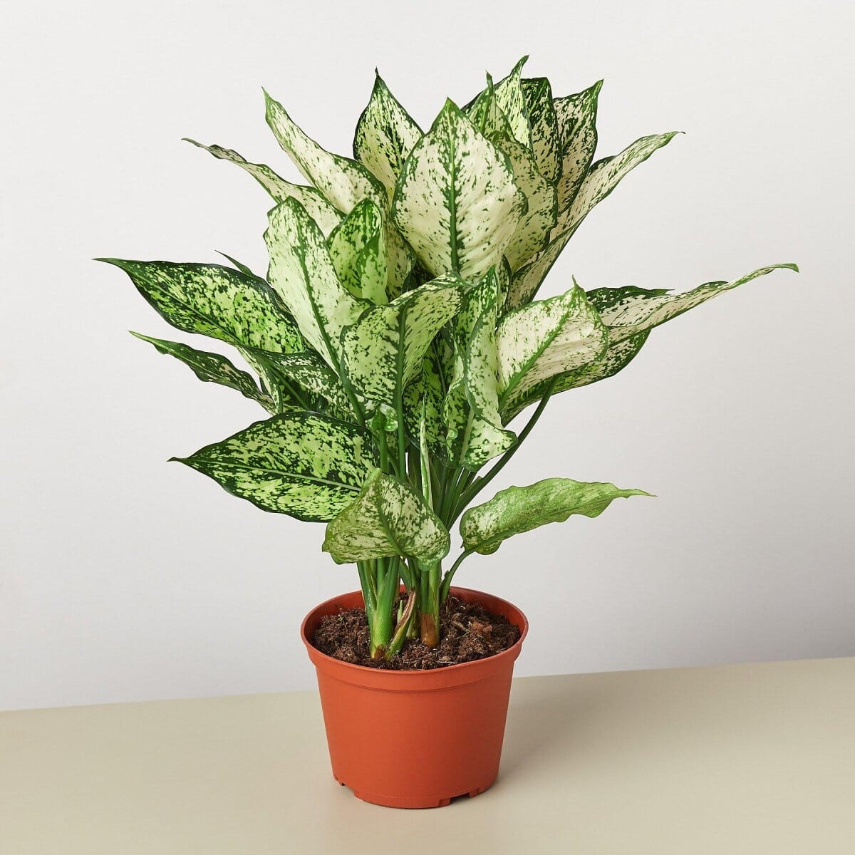 Chinese Evergreen 'First Diamond'-Indoor Plants-Trendy Gardener