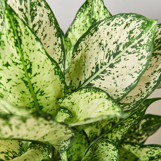 Chinese Evergreen 'First Diamond'-Indoor Plants-Trendy Gardener