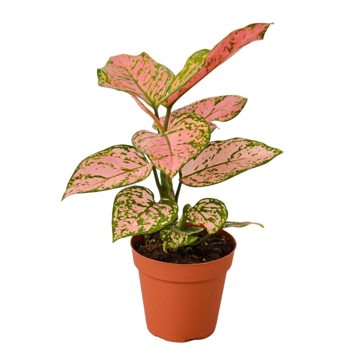 Chinese Evergreen 'Lady Valentine'-Indoor Plants-Trendy Gardener