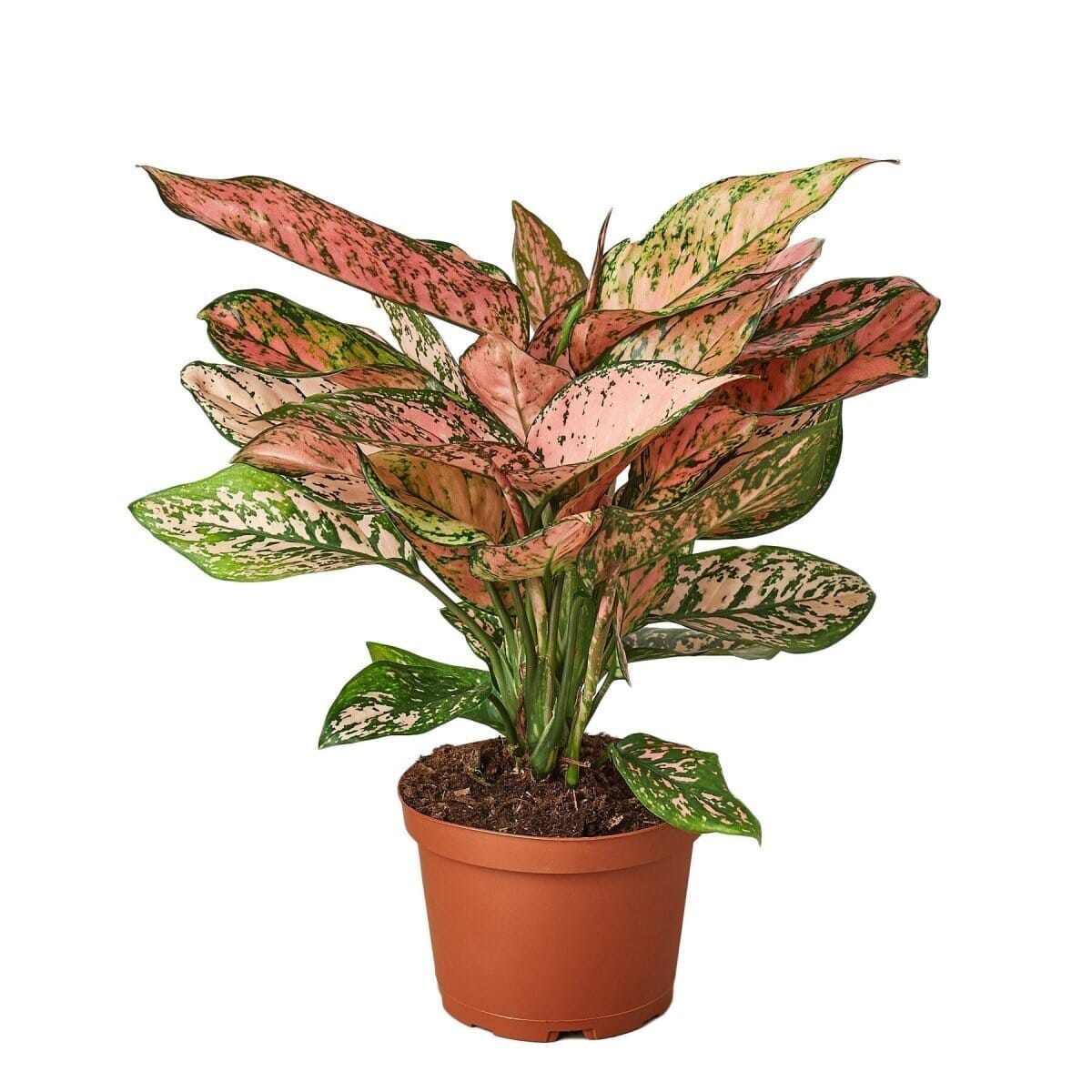 Chinese Evergreen 'Lady Valentine'-Indoor Plants-Trendy Gardener