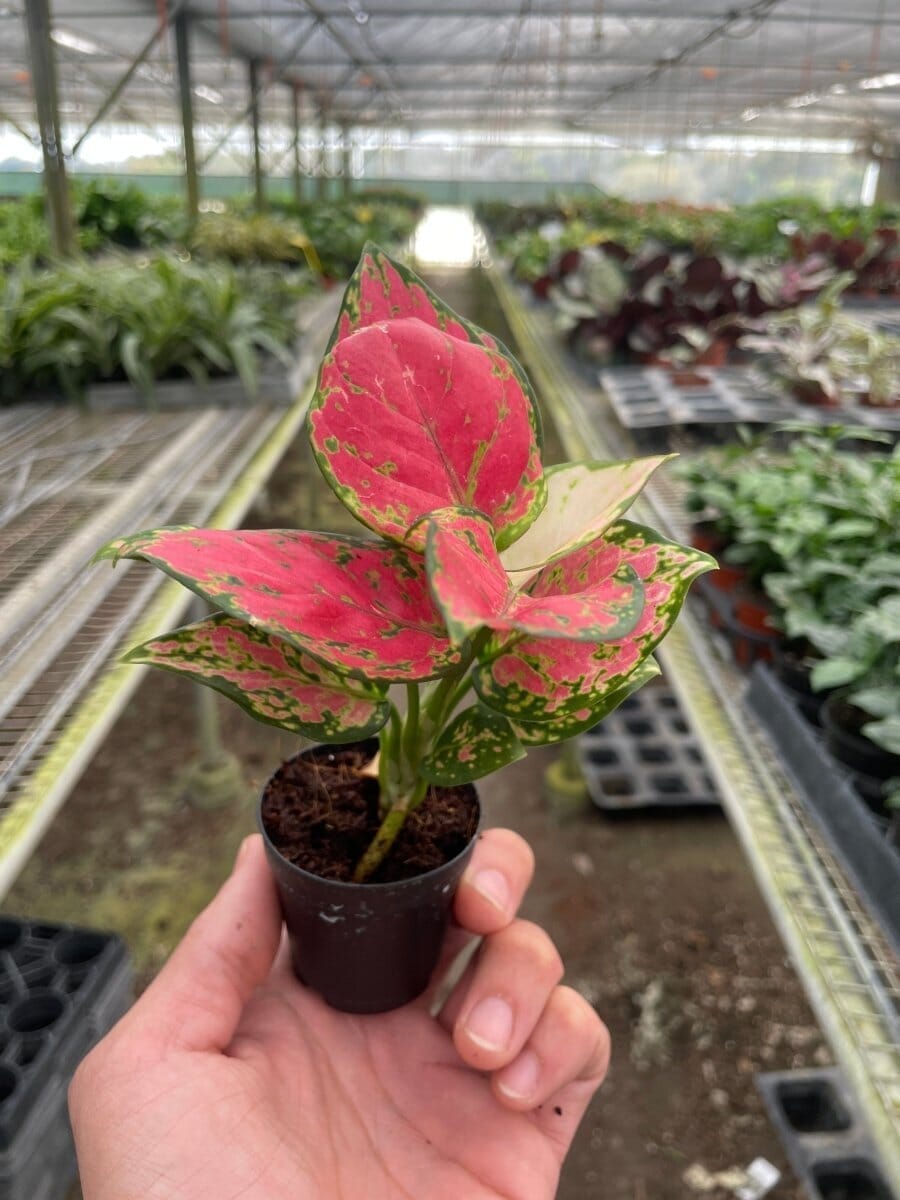 Chinese Evergreen 'Lady Valentine'-Indoor Plants-Trendy Gardener