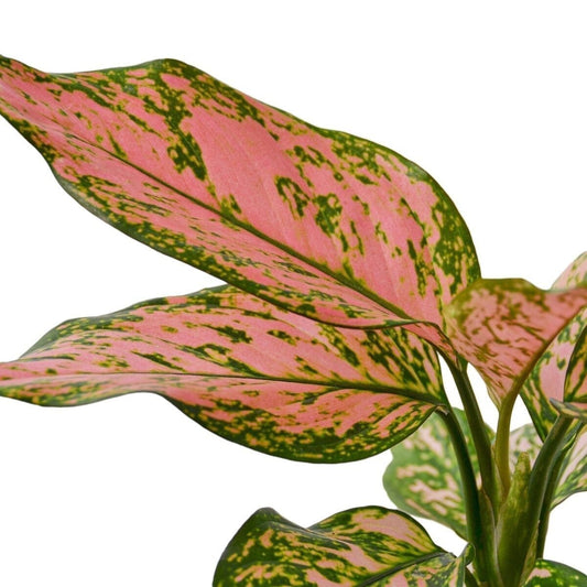 Chinese Evergreen 'Lady Valentine'-Indoor Plants-Trendy Gardener