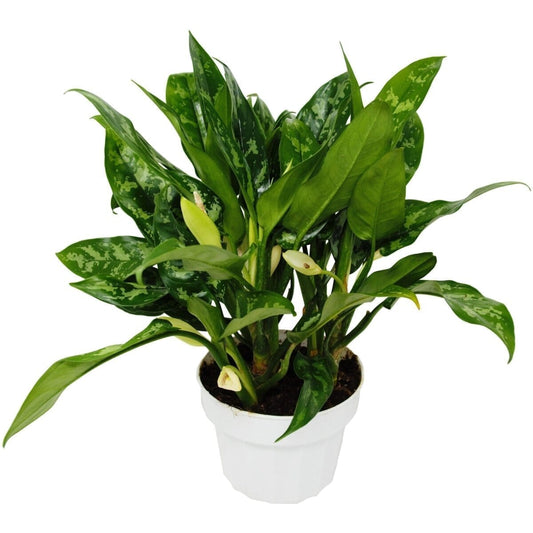 Chinese Evergreen 'Maria'-Indoor Plants-Trendy Gardener