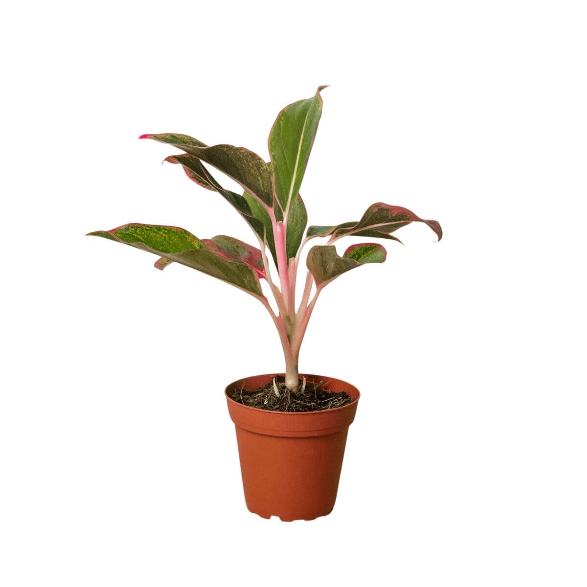 Chinese Evergreen 'Red Siam'-Indoor Plants-Trendy Gardener