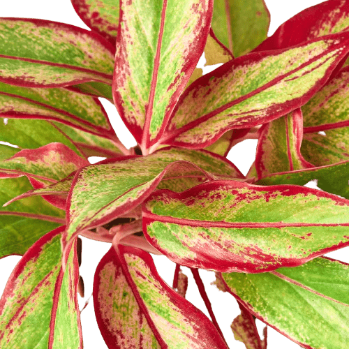 Chinese Evergreen 'Red Siam'-Indoor Plants-Trendy Gardener