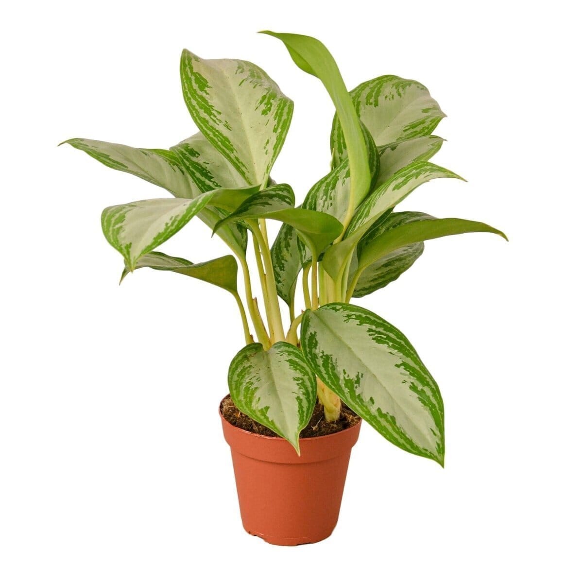 Chinese Evergreen 'Silver Bay'-Indoor Plants-Trendy Gardener