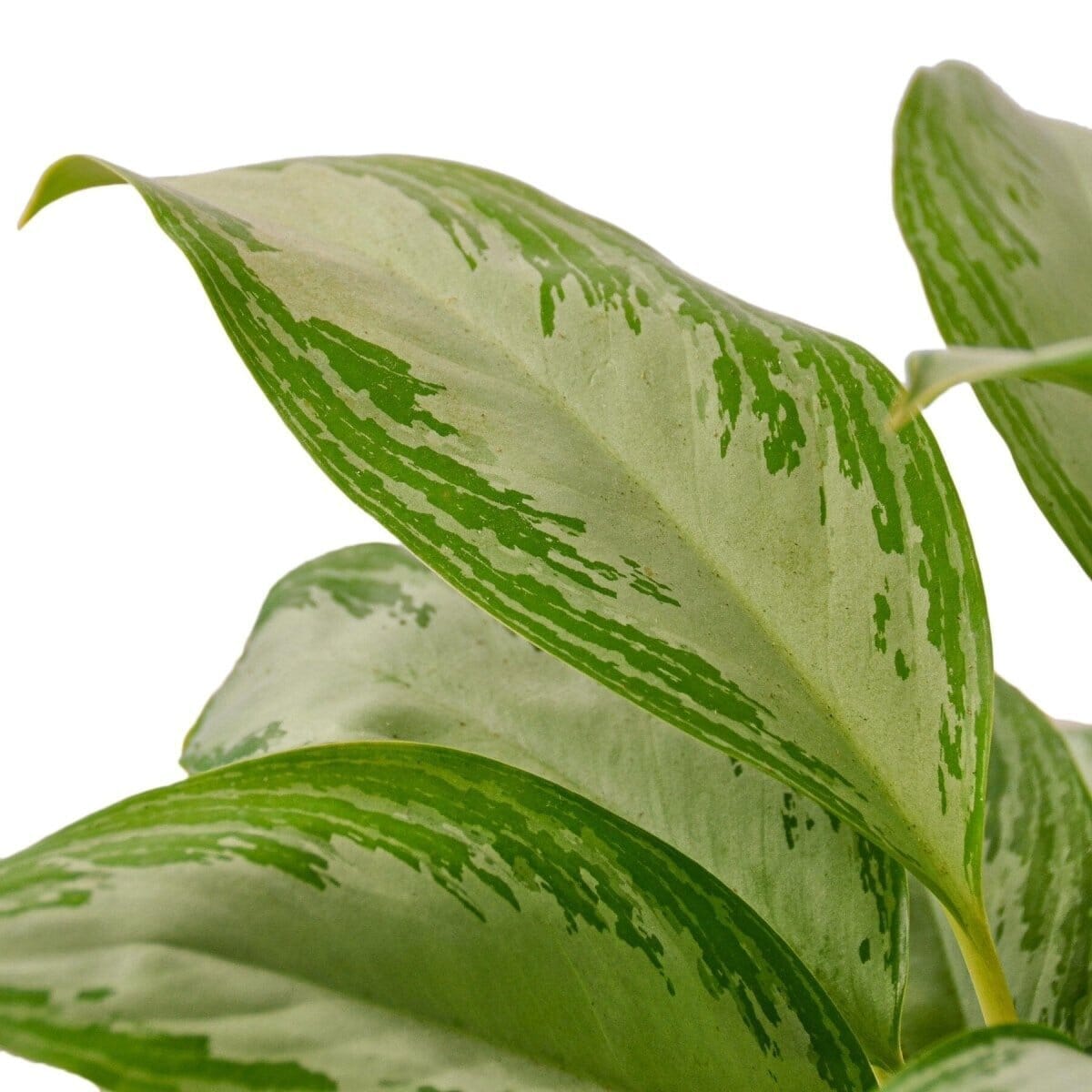 Chinese Evergreen 'Silver Bay'-Indoor Plants-Trendy Gardener