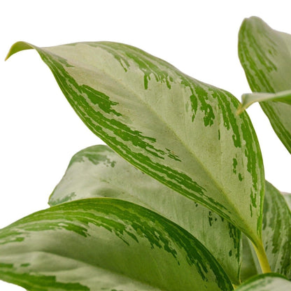 Chinese Evergreen 'Silver Bay'-Indoor Plants-Trendy Gardener