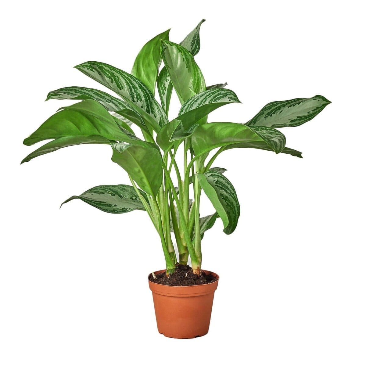 Chinese Evergreen 'Silver Bay'-Indoor Plants-Trendy Gardener