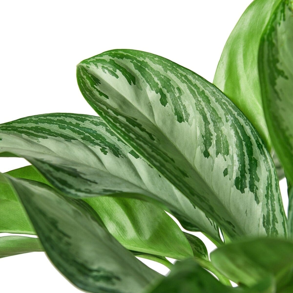 Chinese Evergreen 'Silver Bay'-Indoor Plants-Trendy Gardener